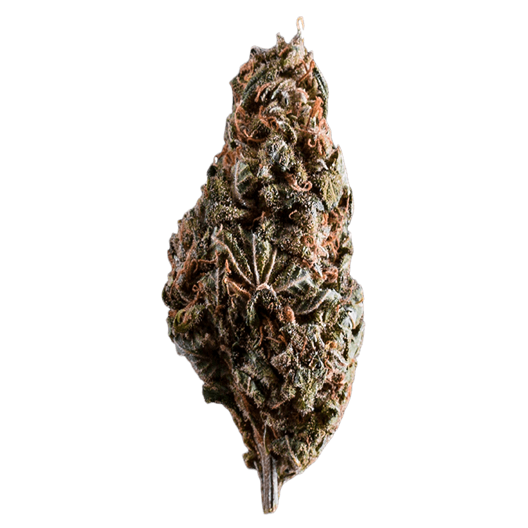Burmese Kush | BC Weed Edible Canada Burmese Kush | BC Weed Edible Canada
