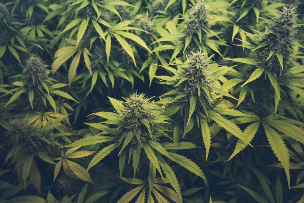 | BC Weed Edible Canada Ordering edibles Online | BC Weed Edible Canada