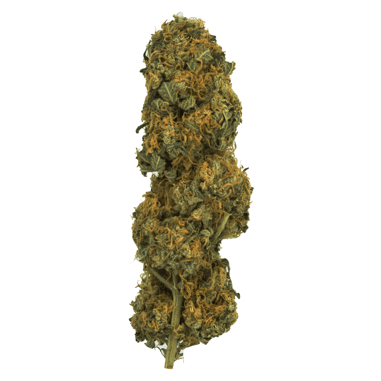 Orange Crush | BC Weed Edible Canada Orange Crush | BC Weed Edible Canada