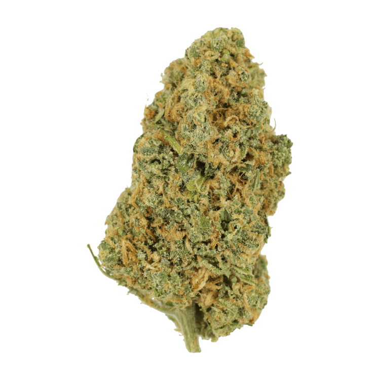 Lemon Bomb | BC Weed Edible Canada Lemon Bomb | BC Weed Edible Canada