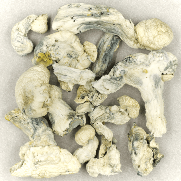 Cambodian Psilocybe Cubensis | BC Weed Edible Canada Cambodian Psilocybe Cubensis | BC Weed Edible Canada