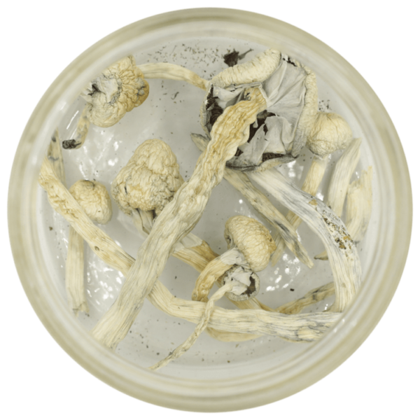 Great White Monster Cubensis | BC Weed Edible Canada Great White Monster Cubensis | BC Weed Edible Canada