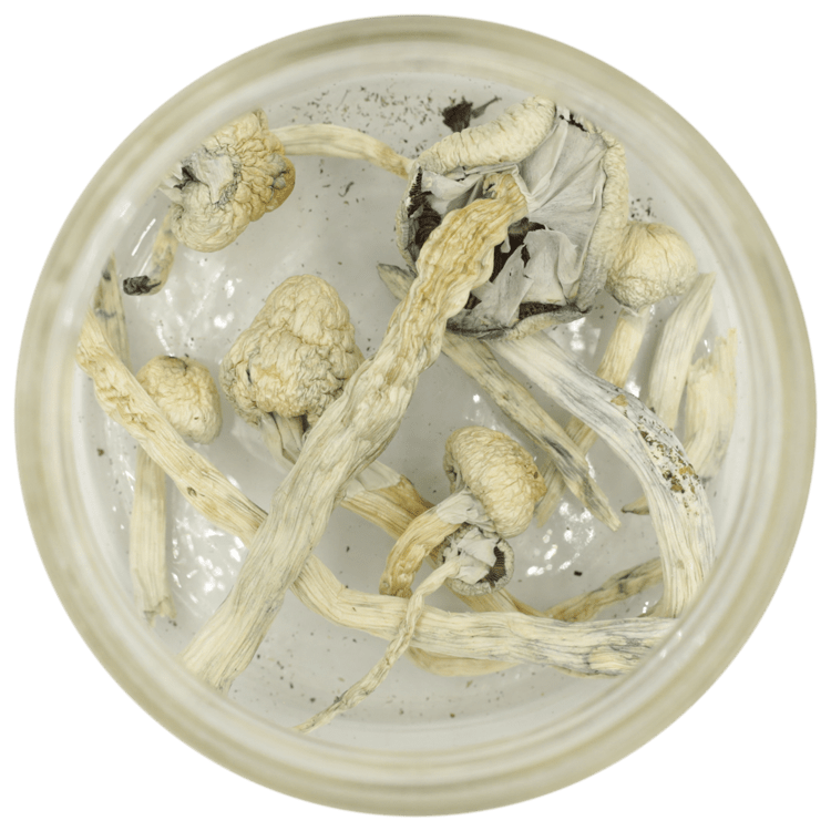 Great White Monster Cubensis | BC Weed Edible Canada Great White Monster Cubensis | BC Weed Edible Canada