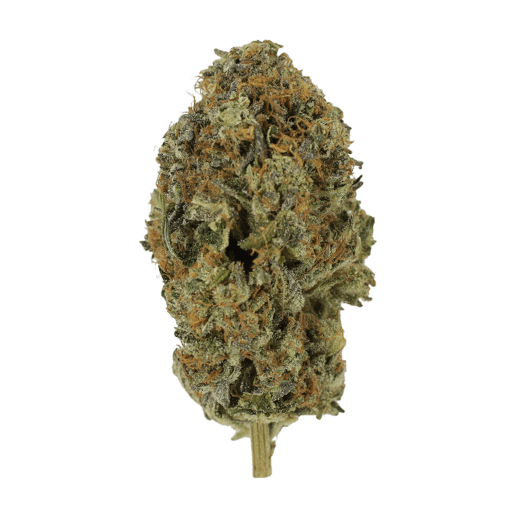 Acapulco Gold | BC Weed Edible Canada Acapulco Gold | BC Weed Edible Canada