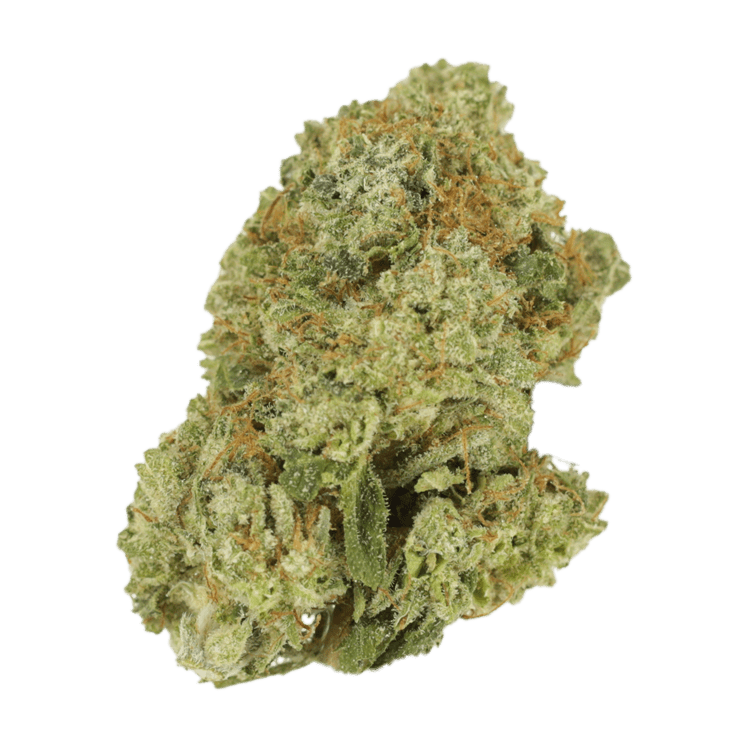 Malawi Gold | BC Weed Edible Canada Malawi Gold | BC Weed Edible Canada
