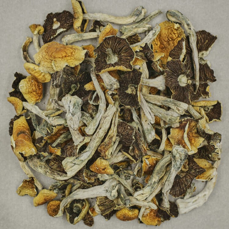 Apex (Psilocybe Cubensis) | BC Weed Edible Canada Apex (Psilocybe Cubensis) | BC Weed Edible Canada