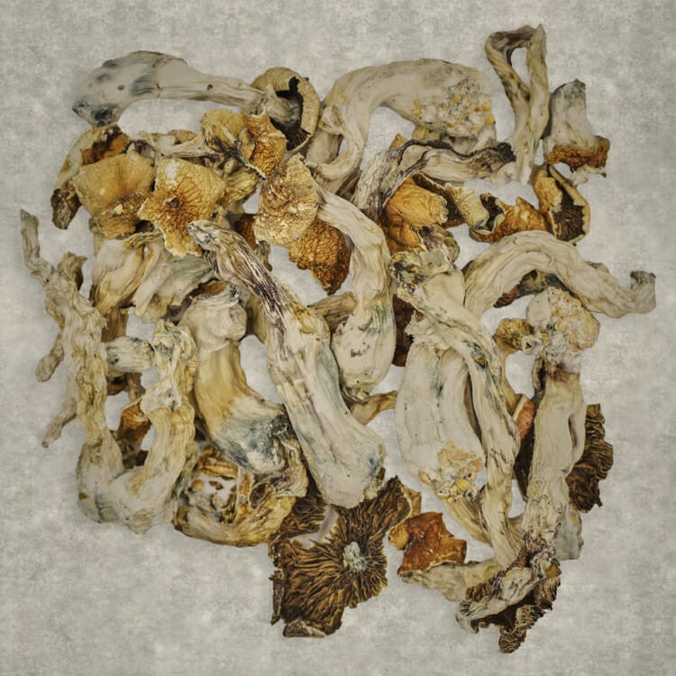 Apex (Psilocybe Cubensis) | BC Weed Edible Canada Apex (Psilocybe Cubensis) | BC Weed Edible Canada