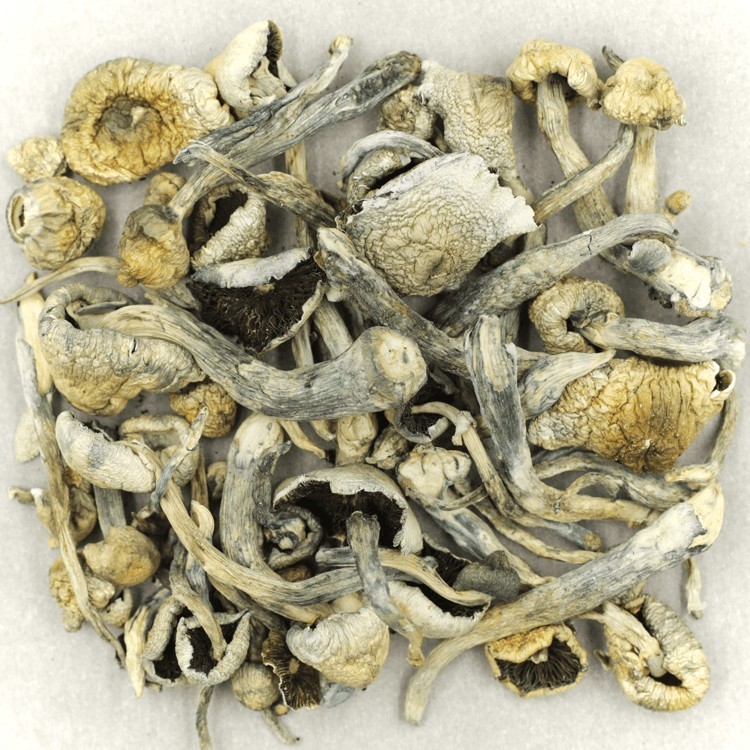 Albino A+ | BC Weed Edible Canada Albino A+ | BC Weed Edible Canada