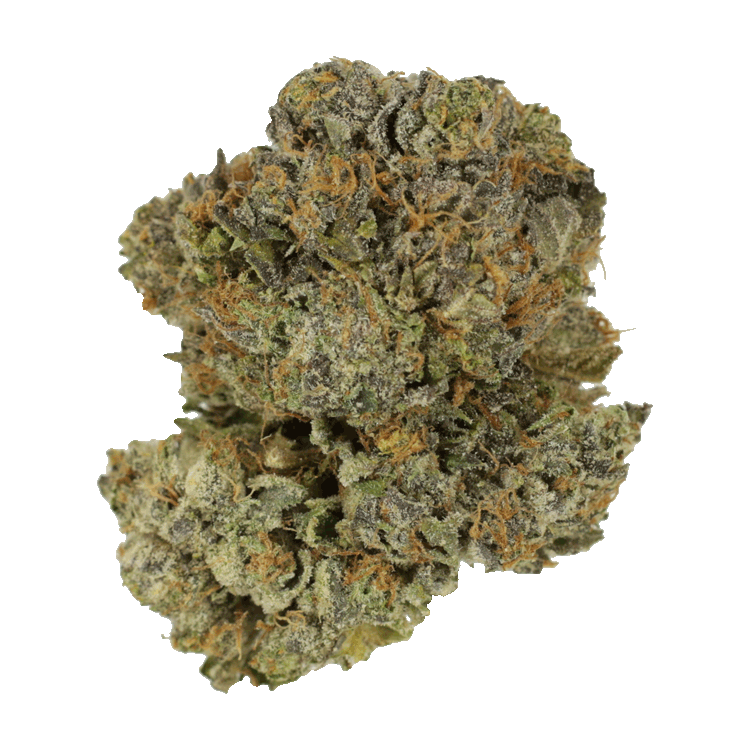 Chocolate Mint | BC Weed Edible Canada Chocolate Mint | BC Weed Edible Canada
