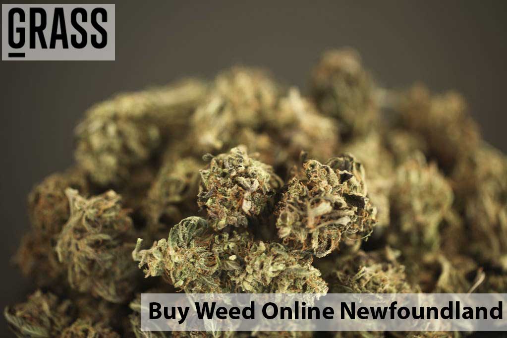Buy edibles Online Newfoundland | BC Weed Edible Canada  | BC Weed Edible Canada