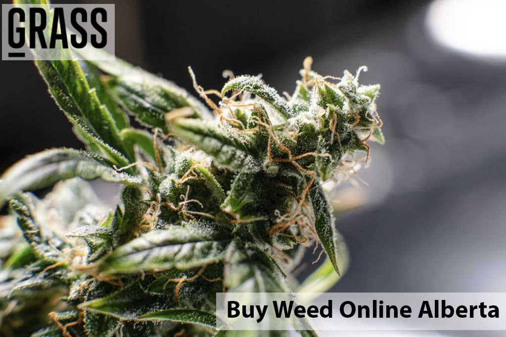 Buy edibles Online Alberta | BC Weed Edible Canada  | BC Weed Edible Canada