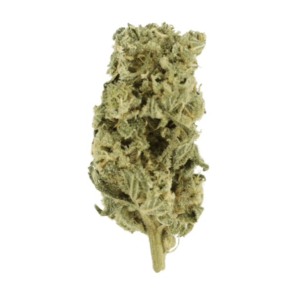 Hash Plant – 1oz / $60 | BC Weed Edible Canada Hash Plant – 1oz / $60 | BC Weed Edible Canada