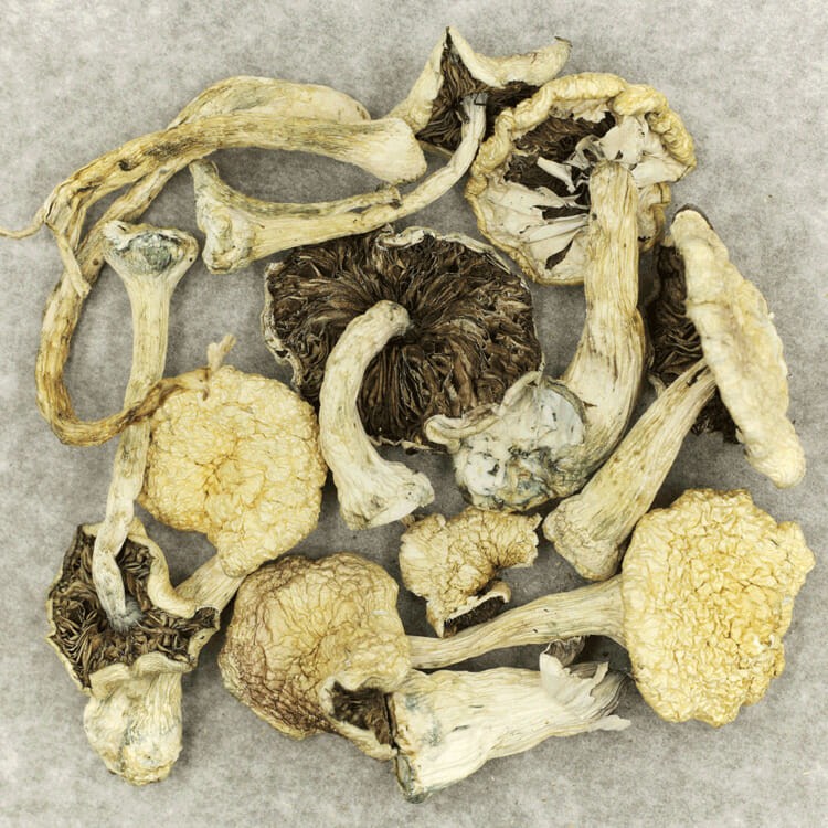 Leucistic Burma | BC Weed Edible Canada Leucistic Burma | BC Weed Edible Canada