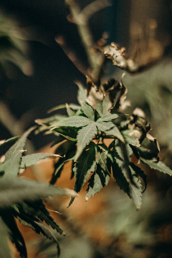 edibles Online Delivery Quebec City | BC Weed Edible Canada  | BC Weed Edible Canada
