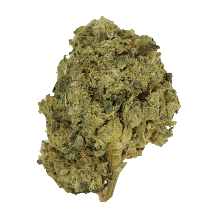 Ambrosia | BC Weed Edible Canada Ambrosia | BC Weed Edible Canada