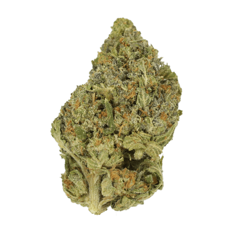 Sapphire Scout | BC Weed Edible Canada Sapphire Scout | BC Weed Edible Canada