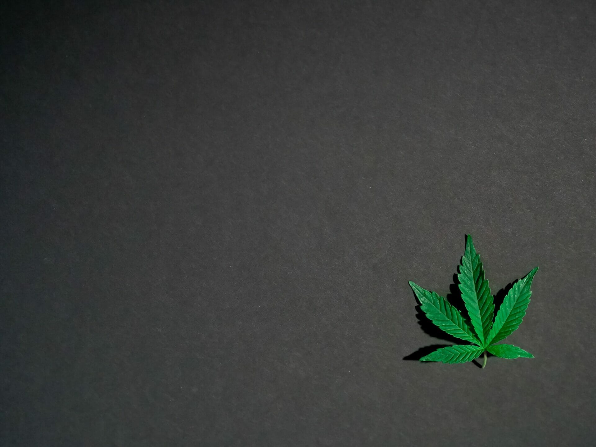 | BC Weed Edible Canada Hybrid - weed | BC Weed Edible Canada