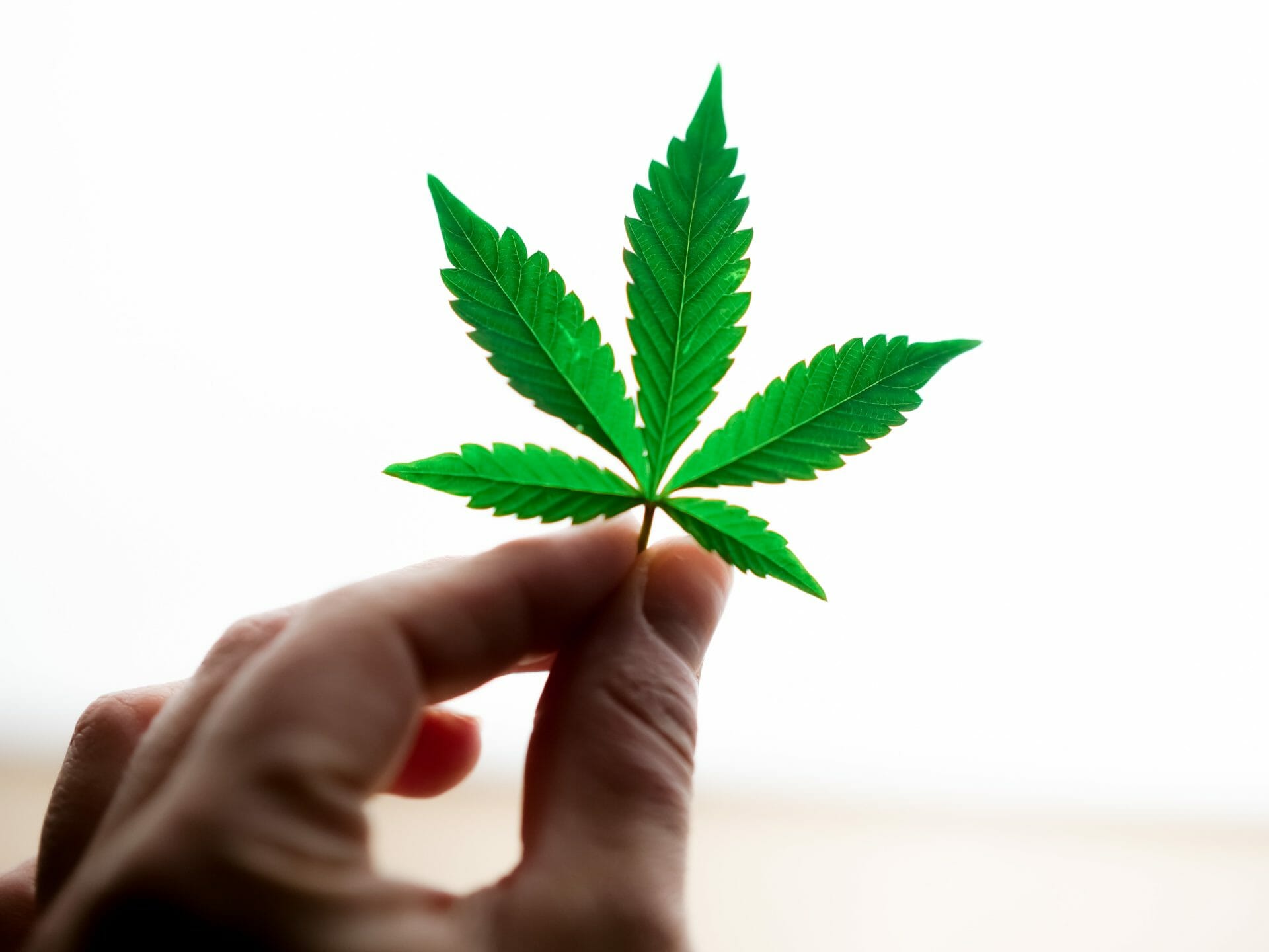 Buy edibles Online | BC Weed Edible Canada  | BC Weed Edible Canada