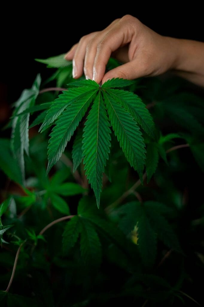 Buy My edibles Online: Deals and Discounts You Can Find From Our Online Marijuana Dispensary | BC Weed Edible Canada  | BC Weed Edible Canada
