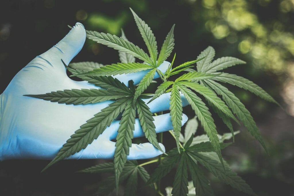| BC Weed Edible Canada Buy edibles Online Grasslife | BC Weed Edible Canada