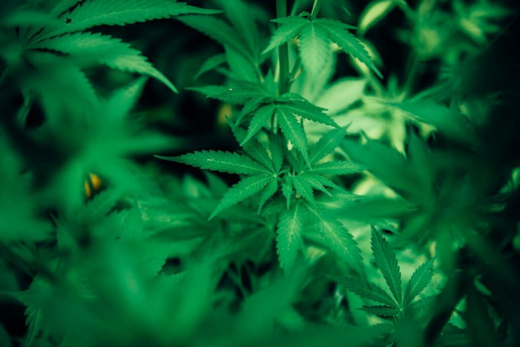 | BC Weed Edible Canada wholesale Cannabis | BC Weed Edible Canada