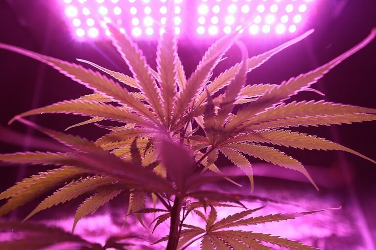 | BC Weed Edible Canada Weed Marijuana | BC Weed Edible Canada