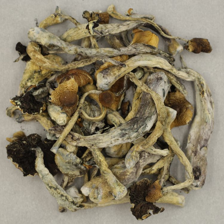 Blue Pulaski | BC Weed Edible Canada Blue Pulaski | BC Weed Edible Canada