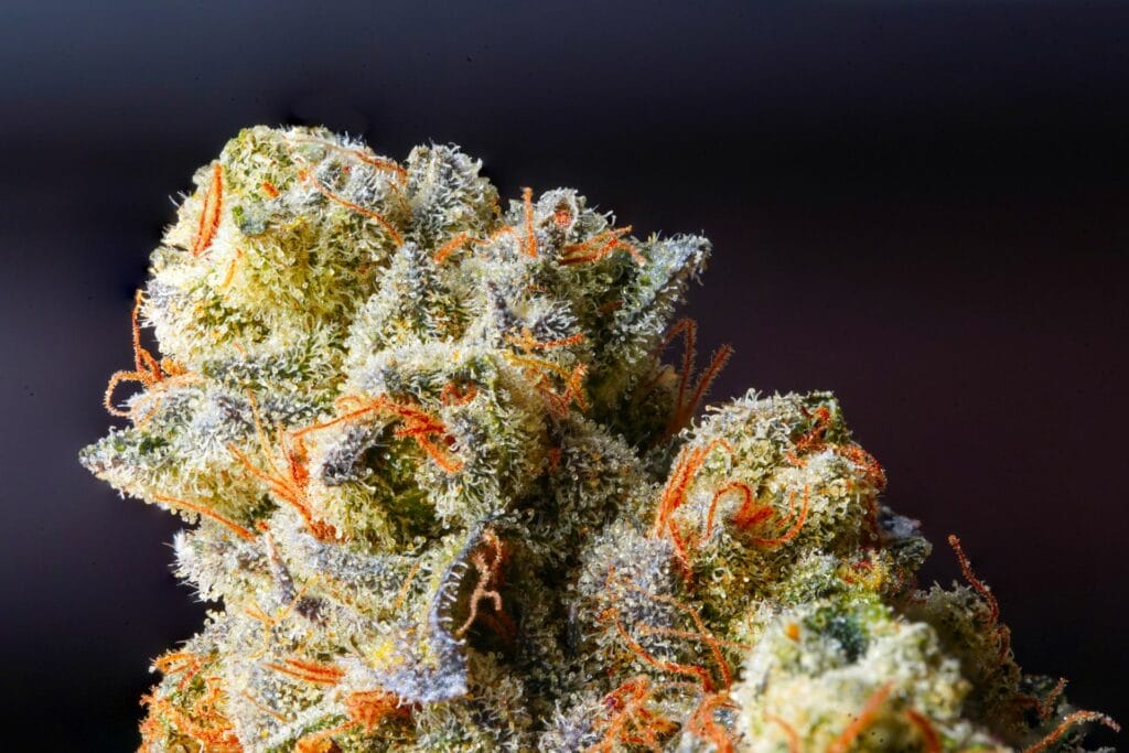| BC Weed Edible Canada Weed Delivery Canada_ Top Hybrid Selection | BC Weed Edible Canada