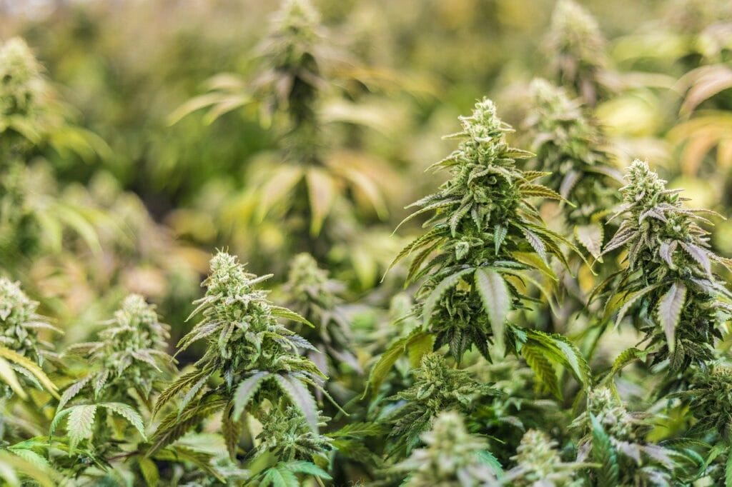 | BC Weed Edible Canada Online thc flower | BC Weed Edible Canada
