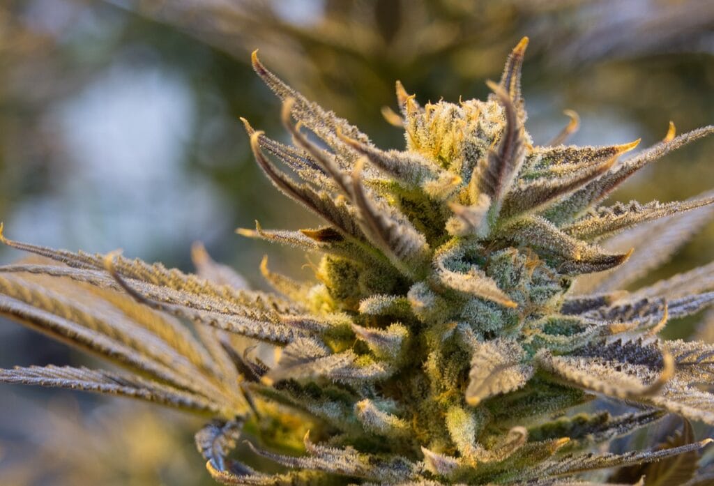 | BC Weed Edible Canada buy indica flower online in Canada | BC Weed Edible Canada