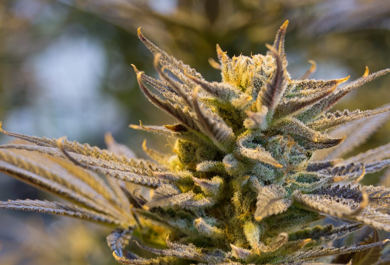 | BC Weed Edible Canada buy indica flower online in Canada | BC Weed Edible Canada