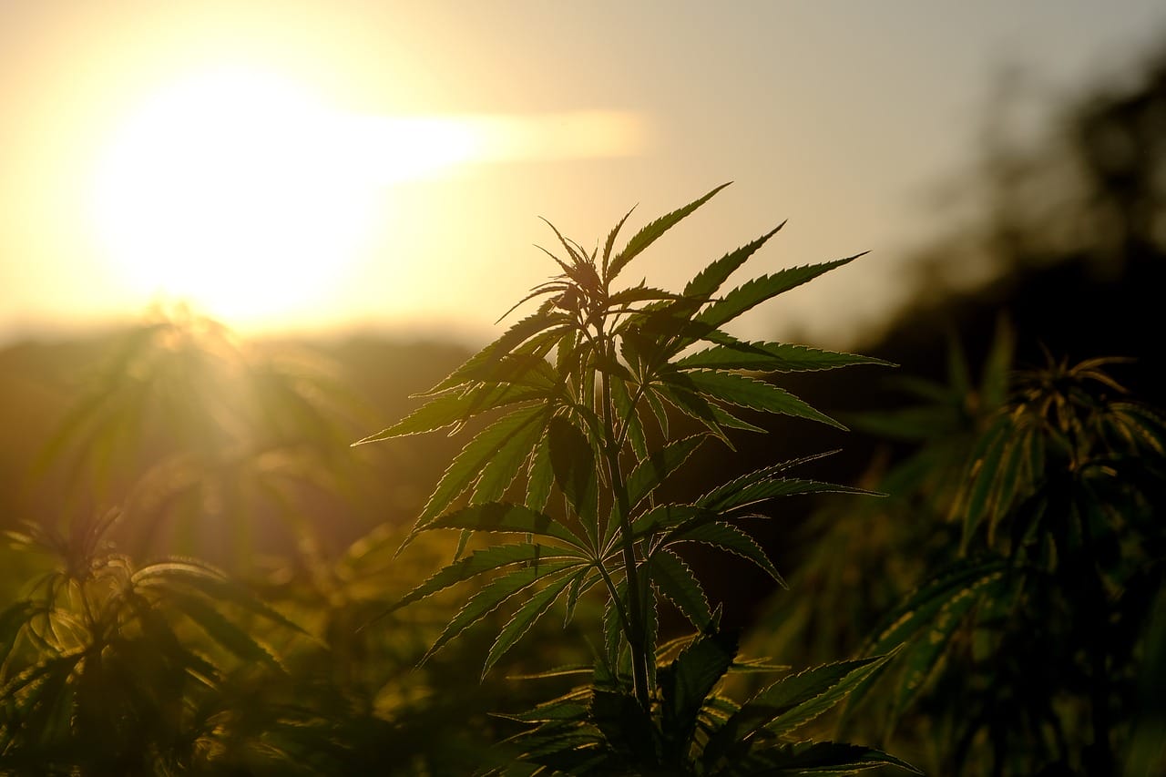 | BC Weed Edible Canada Buy indica flower online | BC Weed Edible Canada